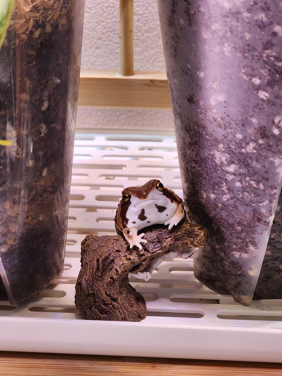 뿌리파리로 스트레스 받는 날 위해 동생이 선물해줬다(가짜임)