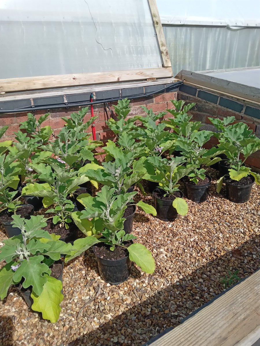 Heritage Seeds UK (@heritageseedsuk) on Twitter photo It's almost planting time for our New York Round Purple #aubergines, as we follow their journey from #seed sowing to seed saving. They've been hardened off & will be planted into our polytunnels soon. The team will then begin the laborious process of hand pollinating! <a href="/WestonFdn/">Garfield Weston Foundation</a> It's almost planting time for our New York Round Purple #aubergines, as we follow their journey from #seed sowing to seed saving. They've been hardened off & will be planted into our polytunnels soon. The team will then begin the laborious process of hand pollinating! <a href="/WestonFdn/">Garfield Weston Foundation</a>
