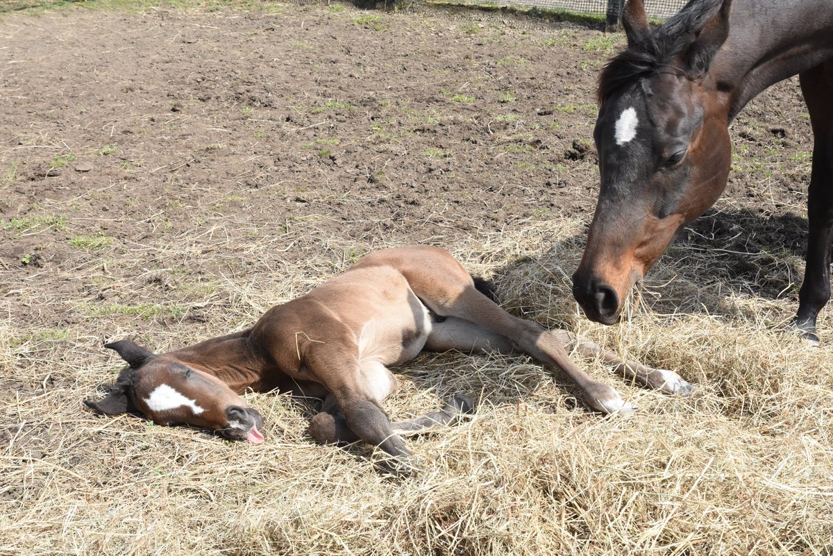 Shark_Tehm1975's tweet photo. 今週の中央競馬出走

5/10㈯
東京11RエプソムC　セイウンハーデス　幸英明
新潟11R駿風S　スコーピオン　武藤雅

セイウンハーデスが重賞に出走！じっくり立て直してきてここは好走を期待です。
そしてスコーピオン！前走の直線競馬はかなりのセンスを感じました。同じ舞台で休み明けながら楽しみです。
ワクワクの週末になりそうですね。

週末は内地に行く予定もあり、セイウンハーデスの応援をしてこようと思っています♪

皆様、今週も応援よろしくお願いいたします！

＃鮫川啓一牧場
＃セイウンハーデス
＃エプソムカップ
＃スコーピオン
＃駿風ステークス