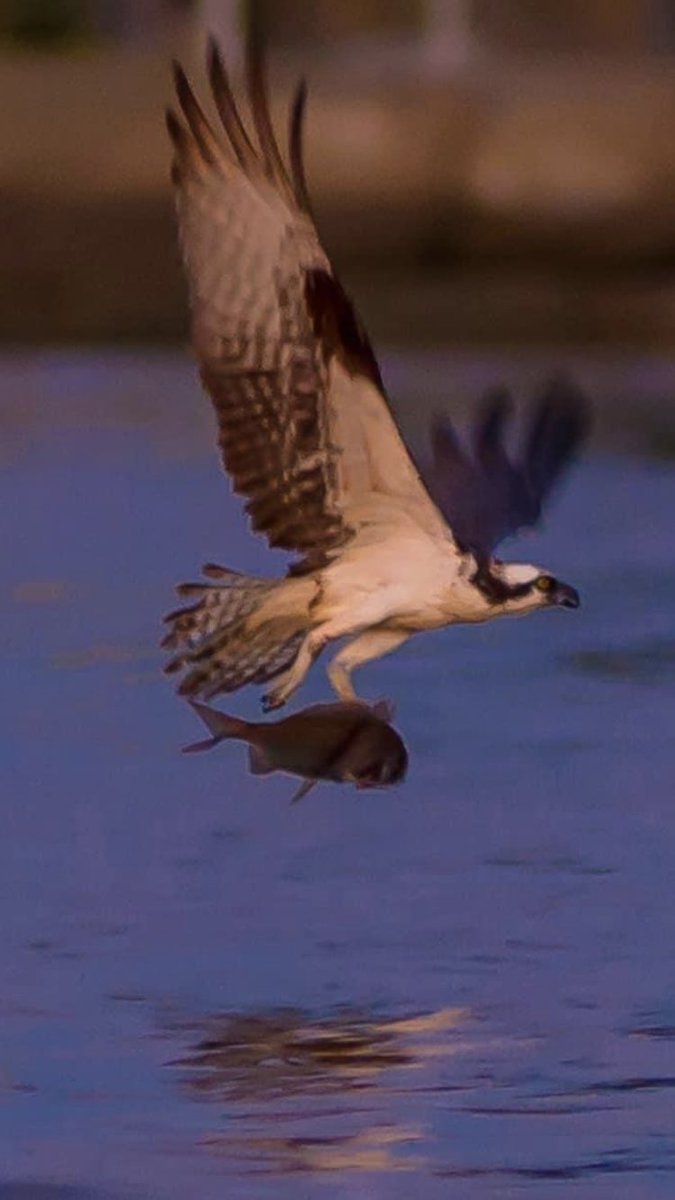 This little fishy may have prayed that it would not end up as prey. Alas, so much for praying keeping Osprey from preying!
<a href="/wpri12/">WPRI 12</a> <a href="/PinpointWXTeam/">Pinpoint Weather 12</a>