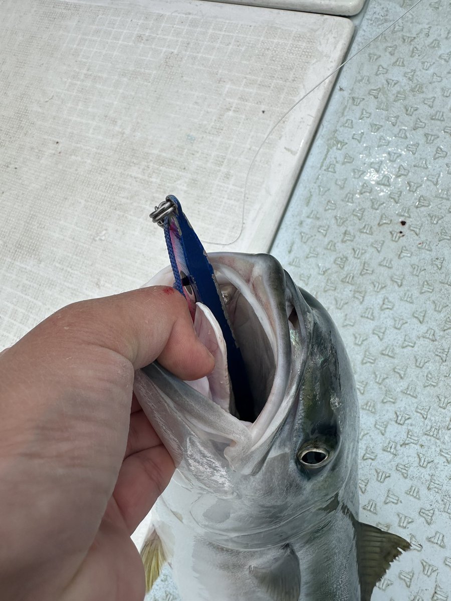 bass060's tweet photo. 青物ジギング最高‼️
脳汁全開🤤 https://t.co/VGOPYnkBzQ