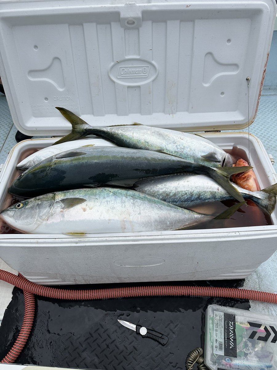 bass060's tweet photo. 青物ジギング最高‼️
脳汁全開🤤 https://t.co/VGOPYnkBzQ