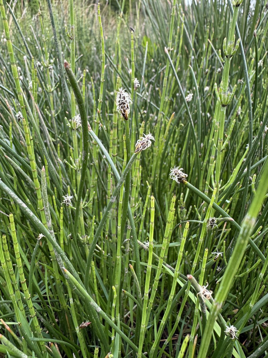 Common Spike-Rush (Eleocharis palustris) in a marsh along the Swale. A very common and characteristic marsh plant with its unique apical tuft of flowers.  About as simple as a plant can get. Here mixed in with horsetails.