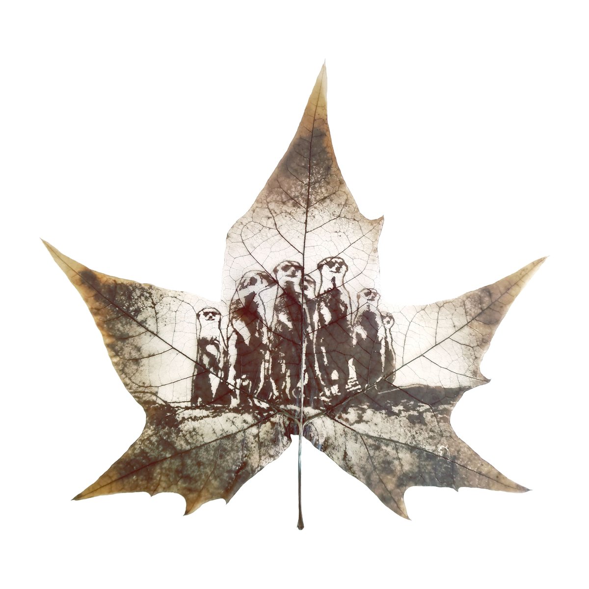 Flora_Whisper's tweet photo. 🐾 Bring the wild home with Vigilant Clan Leaf Carving Art! Handmade from fallen leaves, this piece captures the charm of the savanna. 🌿✨ #MeerkatArt #NatureInspired #EcoFriendlyArt https://t.co/l7cXoDYYbA