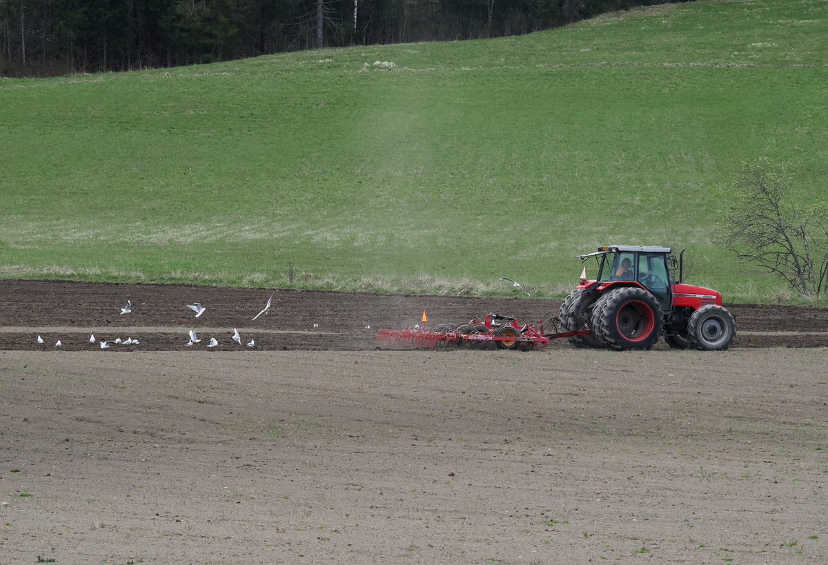 Profilointi's tweet photo. Kävin taas luuhaamassa pari tuntia autolla kamera mukana. Kuluu se aika noinkin, kun ajelee pitkin maakuntaa ja ihailee kevään etenemistä. #hanhet #kurjet #masseyferguson #pinohimahommat https://t.co/VNEgacRtne