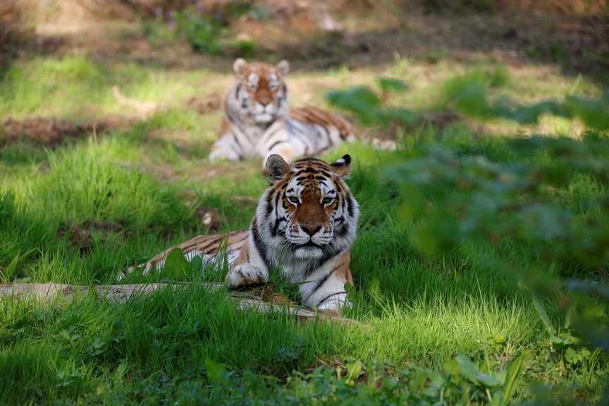 The <a href="/Longleat/">Longleat</a> estate is perfect for a family walk this Spring.

Whether you visit the safari park and meet the animals, race around the Hedge maze, or explore the Longleat House gardens, or set out on an adventure through the woodlands to discover remarkable scenes like