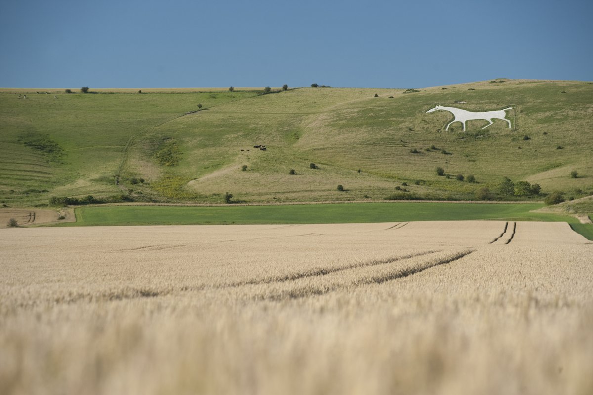 Up close, Wiltshire’s 8 giant chalk horses seem to leap at you from the lush green hills they’ve been etched onto over the years.
 
The best way to view them is on foot, so pull on your hiking boots and take to the trails this season…