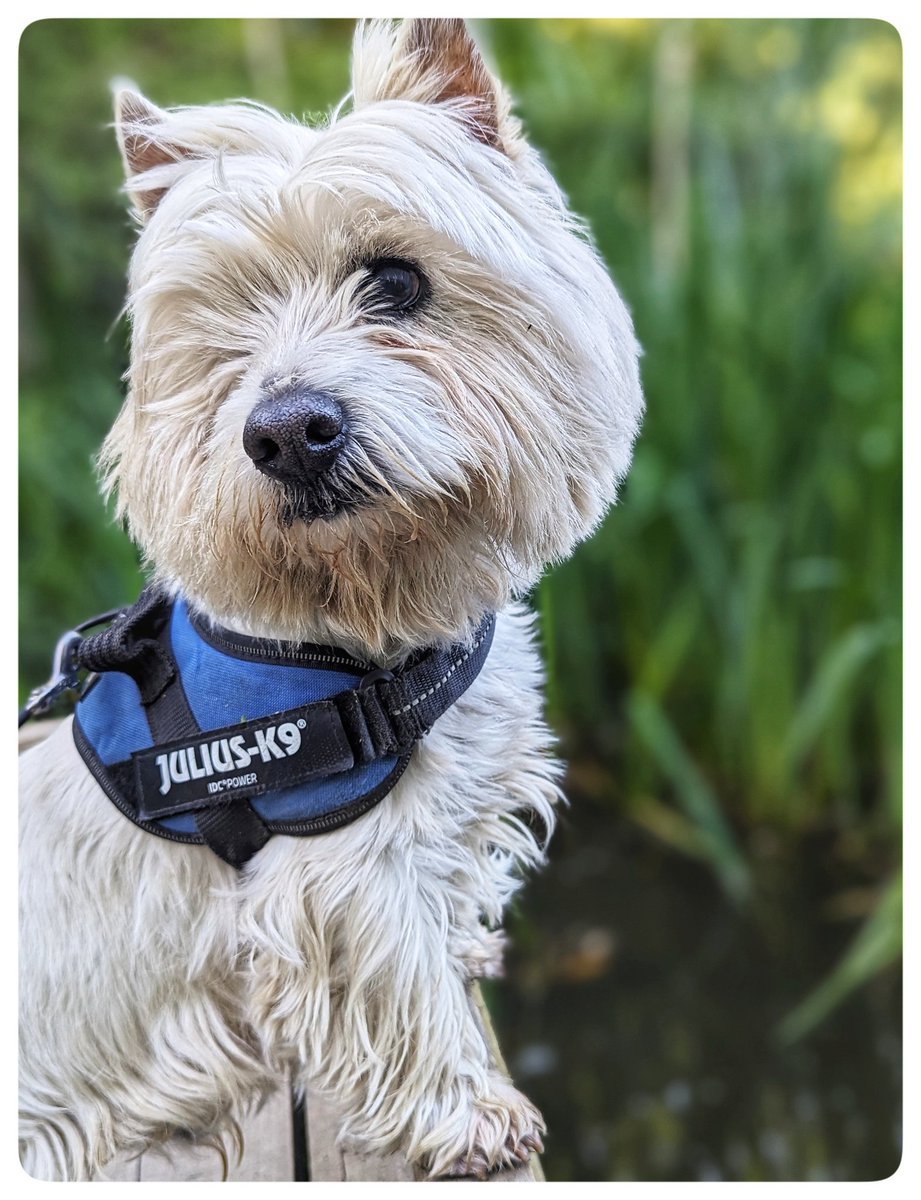 #Spring walks 
Had a chat with the man clearing the dog poo bin, please be thoughtful, piling dog poo bags on the top isn't thoughtful, he was a nice man trying to do his job, be a kind dog owner 
Keep our areas nice for others 
I really felt for him, he has a dog too