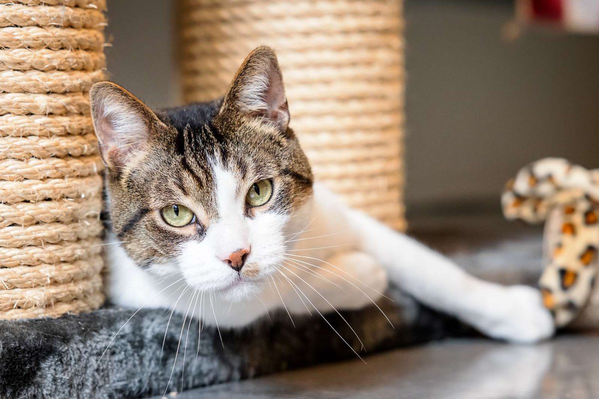 GoudenMandKat's tweet image. Waarom wordt Hudson steeds overgeslagen?
Hij wacht al een jaar op zijn gouden mandje.
dierenambulancedenhaag.nl/hudson-wil-lie…
E-mail: plaatsbaar@dierenambulancedenhaag.nl
Tel: 070 – 328 28 28
Verblijfplaats: Den Haag, Nederland
#kat #katten