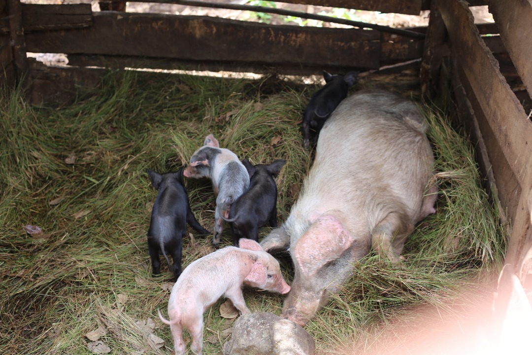 IWACU Burundi (@iwacuinfo) on Twitter photo La deuxième étape de la visite des réalisations du projet IAP-FS a été effectuée ce mercredi dans la province de Mwaro. La représentation de <a href="/FAOBurundi/">FAO au Burundi</a> <a href="/PissangT/">Pissang Tchangai Dadémanao</a> accompagnée d'une délégation de haut niveau du <a href="/BMineagrie/">BURUNDI/MINEAGRIE</a>, du gouverneur de <a href="/MwaroProvince/">Province Mwaro</a> et d'autres La deuxième étape de la visite des réalisations du projet IAP-FS a été effectuée ce mercredi dans la province de Mwaro. La représentation de <a href="/FAOBurundi/">FAO au Burundi</a> <a href="/PissangT/">Pissang Tchangai Dadémanao</a> accompagnée d'une délégation de haut niveau du <a href="/BMineagrie/">BURUNDI/MINEAGRIE</a>, du gouverneur de <a href="/MwaroProvince/">Province Mwaro</a> et d'autres