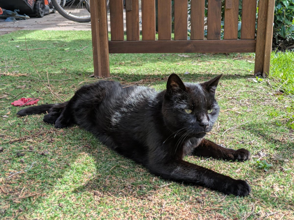 GoudenMandKat's tweet image. Musta, 14 jaar, is lief, kan met katten, kan zowel als binnenkat of als buitenkat. Maar toch vindt hij geen huisje. 
goudenmandkat.nl/product/musta/
E-mail: goudenmandkat@gmail.com.
Locatie: Eindhoven, Nederland
#kat #katten