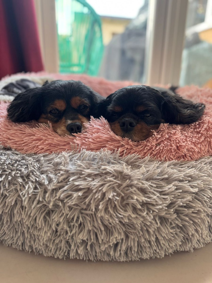 Toby & Harper tweet media