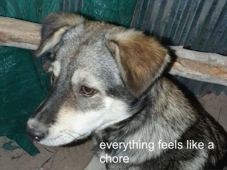 caninepoetry_'s tweet photo. https://t.co/ambN4I1Oxq