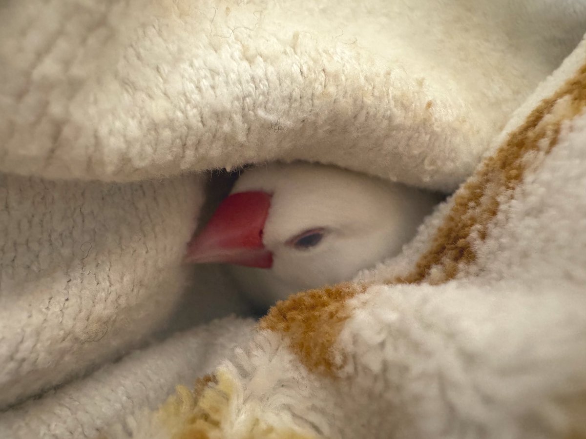 🍉椋鳥🍎🐦‍⬛🥛🫛🍓🐈‍⬛🕯️🥦🍒🐕‍🦺🕊️🫑🍅🐃🦢🥬 (@mukudori_1) on Twitter photo 