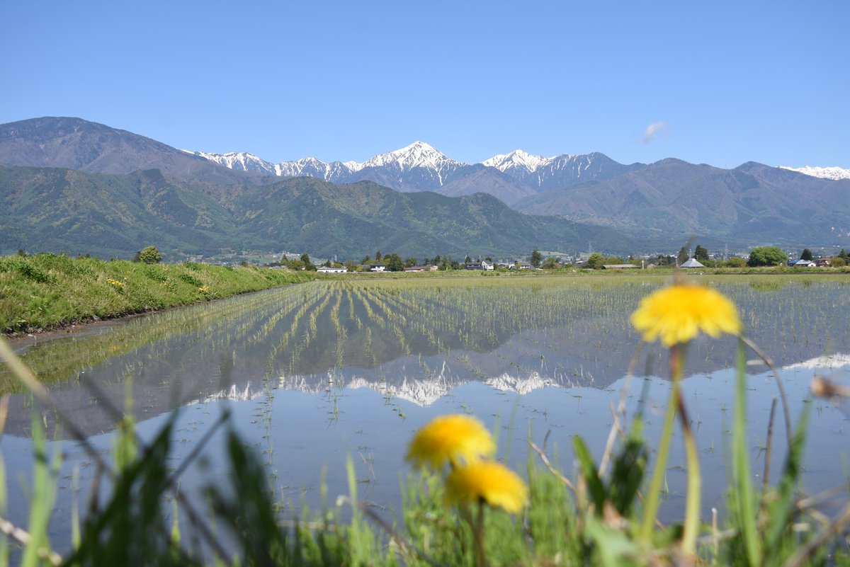本日の安曇野 雲一つない青空が広がる本日の安曇野。水を張った田んぼ