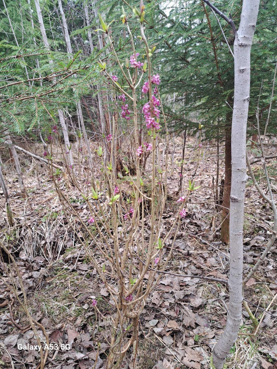 Mukava yllätys taimikonhoitopalstalla. Näsiä kukkii Kannonkoskella.
