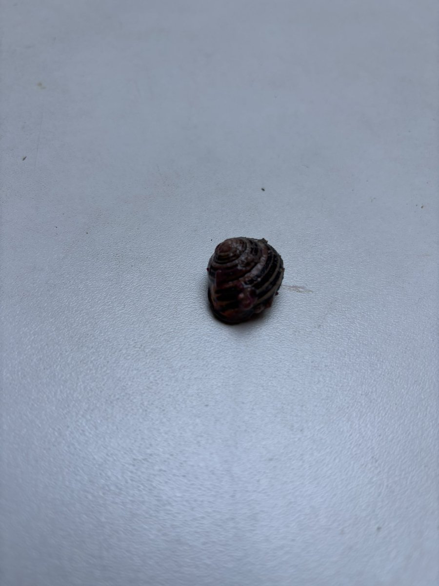 Hi <a href="/LidlGB/">@LidlGB</a> - made overnight oats last night, with your frozen berries. Didn’t realise you put snails in there.