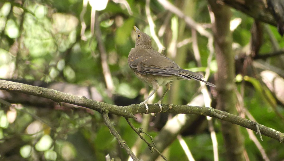 ZeebraDesigns's tweet image. Scouting birds in preparation for Migratory Bird Day 2025.
Jardin Botanico/Portoviejo/Ecuador
Ecuadorian Thrush, Golden-olive Woodpecker, Limpkin (Yes! a Limpkin!) & Masked Water Tyrant.
@PortoviejoGAD @intriago24964 @WMBD @enviroamericas #birdsSeenIn2025