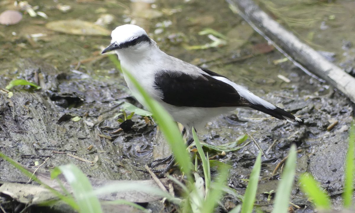 ZeebraDesigns's tweet image. Scouting birds in preparation for Migratory Bird Day 2025.
Jardin Botanico/Portoviejo/Ecuador
Ecuadorian Thrush, Golden-olive Woodpecker, Limpkin (Yes! a Limpkin!) & Masked Water Tyrant.
@PortoviejoGAD @intriago24964 @WMBD @enviroamericas #birdsSeenIn2025