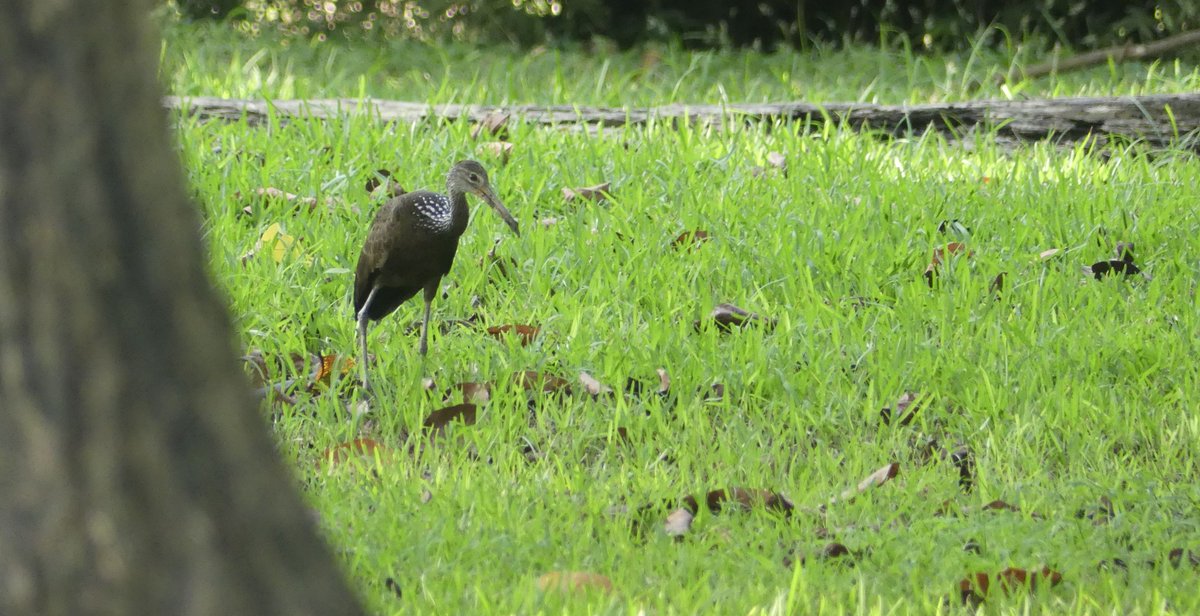 ZeebraDesigns's tweet image. Scouting birds in preparation for Migratory Bird Day 2025.
Jardin Botanico/Portoviejo/Ecuador
Ecuadorian Thrush, Golden-olive Woodpecker, Limpkin (Yes! a Limpkin!) & Masked Water Tyrant.
@PortoviejoGAD @intriago24964 @WMBD @enviroamericas #birdsSeenIn2025