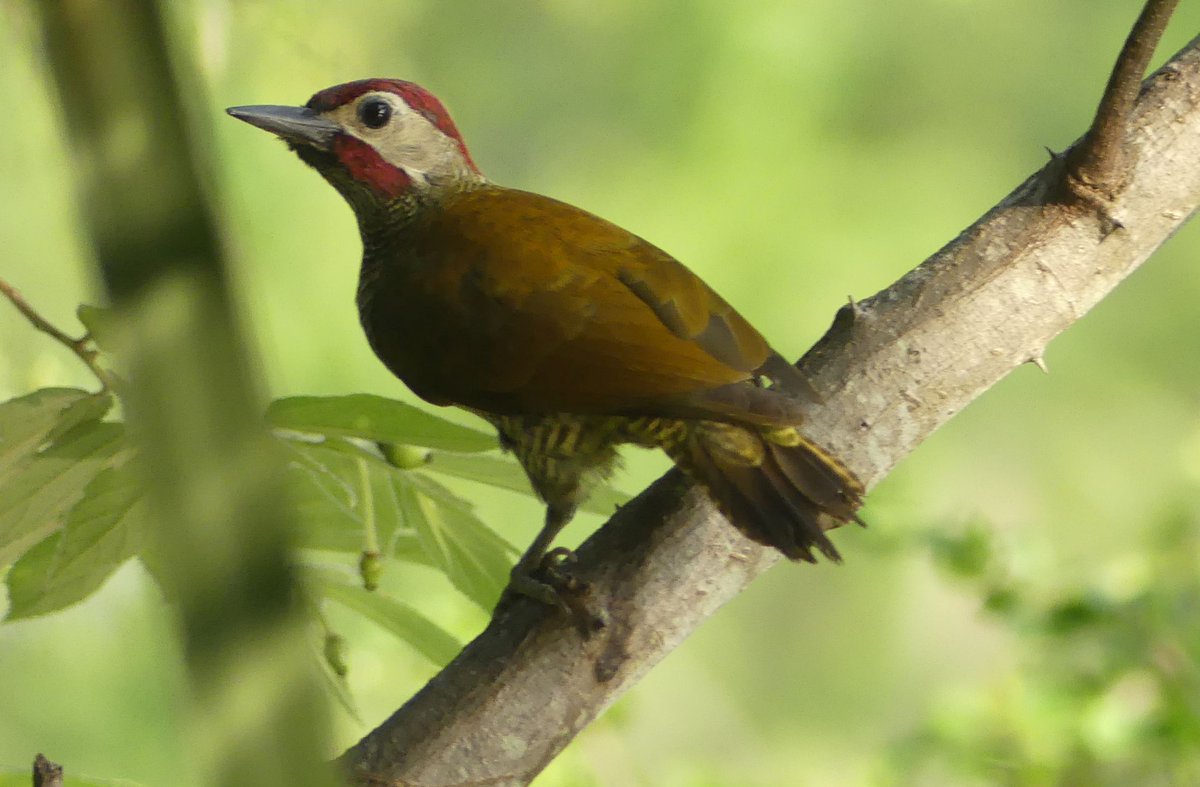 ZeebraDesigns's tweet image. Scouting birds in preparation for Migratory Bird Day 2025.
Jardin Botanico/Portoviejo/Ecuador
Ecuadorian Thrush, Golden-olive Woodpecker, Limpkin (Yes! a Limpkin!) & Masked Water Tyrant.
@PortoviejoGAD @intriago24964 @WMBD @enviroamericas #birdsSeenIn2025