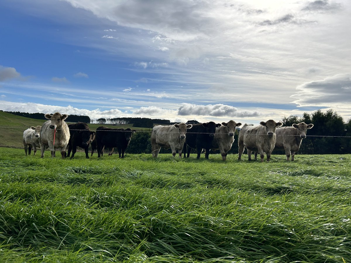 David Squibb (@dsquibb2312) on Twitter photo Back in the #beef #paddocks today with Jennah from Yolla Co-Op, checking out #Maheno Italian #ryegrass and #Sorrento Italian ryegrass, with the #steers eagerly waiting to get to next strip. <a href="/RedMeatUpdates/">Red Meat Updates</a> <a href="/meatlivestock/">Meat & Livestock Australia</a> @alfagenseeds Back in the #beef #paddocks today with Jennah from Yolla Co-Op, checking out #Maheno Italian #ryegrass and #Sorrento Italian ryegrass, with the #steers eagerly waiting to get to next strip. <a href="/RedMeatUpdates/">Red Meat Updates</a> <a href="/meatlivestock/">Meat & Livestock Australia</a> @alfagenseeds