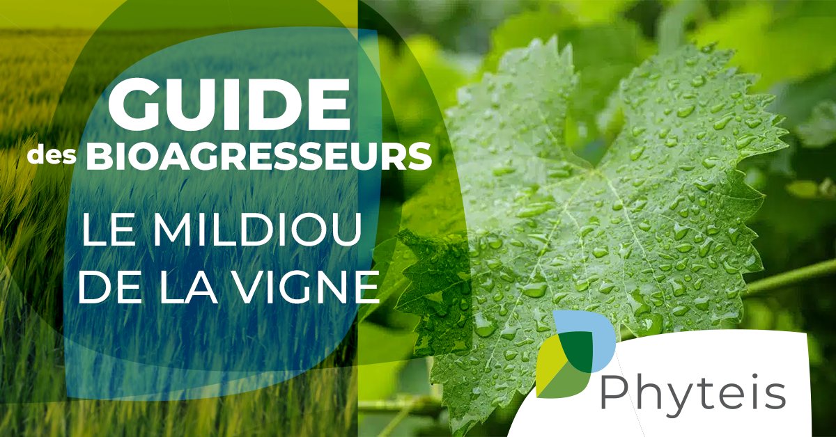 🍇 Le mildiou de la vigne est un défi croissant pour les viticulteurs face au changement climatique : humidité, températures douces et pluies intenses favorisent sa propagation, menaçant les rendements et la qualité du vin. 

Pour en savoir +  fcld.ly/c1pv96l