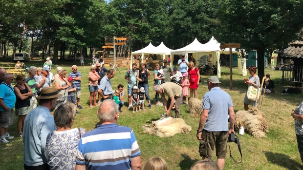 Dubbel genieten bij het Schaapscheerdersfeest -  kliknieuwsdemaasdriehoek.nl/l/236489