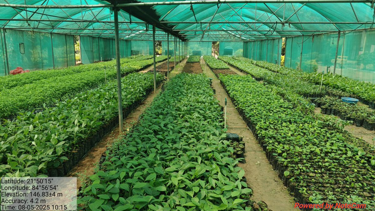 DfoBonai's tweet image. #Sorting, #weeding &amp;amp; #grading done for 25,000 seedlings under #MGNREGA &amp;amp; 50,000 18-month-old seedlings under #CAMPA (2025–26) at Brahmani Permanent Nursery, #BonaiRange — vital for #healthygrowth &amp;amp; successful #afforestation.
@pccfodisha 
@Prem_CWLWOdisha 
@RourkelaRc79045