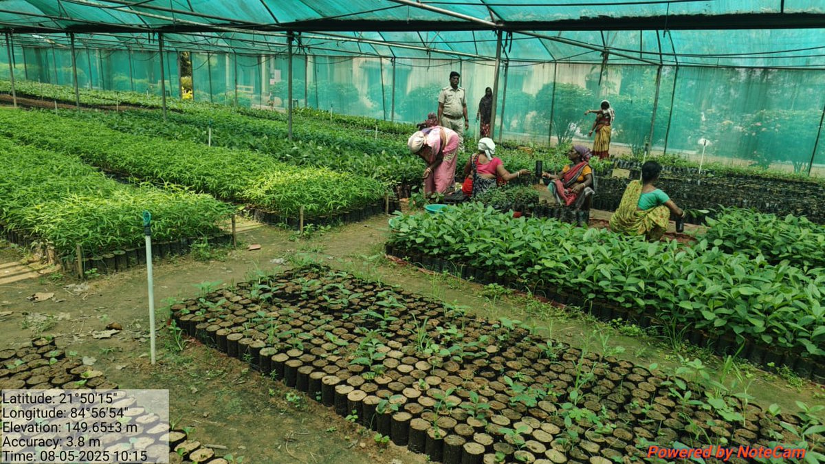 DfoBonai's tweet image. #Sorting, #weeding &amp;amp; #grading done for 25,000 seedlings under #MGNREGA &amp;amp; 50,000 18-month-old seedlings under #CAMPA (2025–26) at Brahmani Permanent Nursery, #BonaiRange — vital for #healthygrowth &amp;amp; successful #afforestation.
@pccfodisha 
@Prem_CWLWOdisha 
@RourkelaRc79045