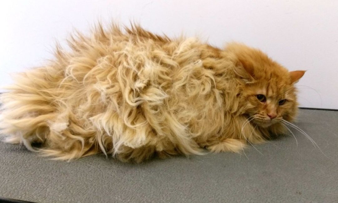 Hoe je eenvoudig de klitten uit de vacht van je kat verwijderd zonder dat je gekrabd of gebeten wordt.

puurkatten.nl/klitten-verwij…