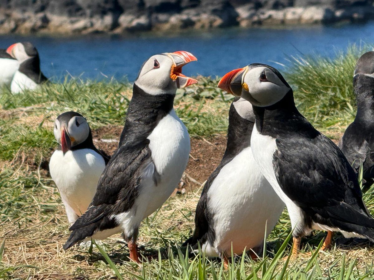 ShetlandWild's tweet image. This week we are enjoying the wildlife and scenery of Mull, Iona and Staffa. The days have flown by and thus far we&apos;ve seen White-tailed and Golden Eagles, 100s of Puffins, Bottle nosed Dolphins, Otters, Harbour  Porpoise, Hen Harriers and Short-eared Owls.