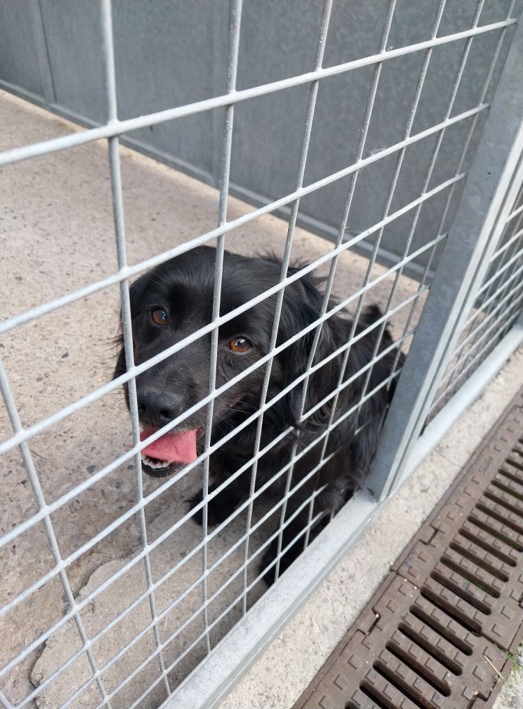 Please retweet to help find the owner or a rescue shelter space for this stray/abandoned dog found  #Littlehulton #Salford #Manchester #UK 
Now in Salford Council Pound 🐶💔
Council reference for this dog - J39900
This dog was found on Westwood Avenue Littlehulton
Dog is chipped