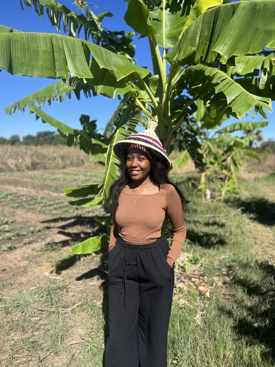 TheYoungFarmer's tweet photo. Banana Production 
1) 1600 plants cover an entire hectare
2) Takes about 10-13 months to reach full maturity
3) A yield is 30-33kgs per plant average price of k8-10 per kilo
4) Irrigation: Micro jet sprinklers are the best, alternatives are flooding and basin irrigation. https://t.co/3X6s0hPgGX