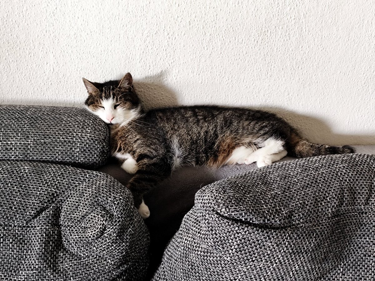 KaBlubber's tweet photo. Der Rentner chillt auch am Feiertag seine Nuggets 😁 #onlypaw #oldcat https://t.co/Uq4HLseqEl