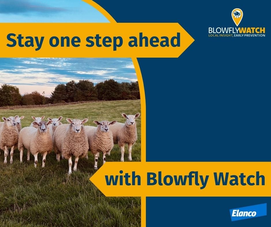 Blowfly Watch is back to provide you with updates on the blowfly risk in their area. But how does it work? 🤔

🚨 Stay ahead of strike this season and sign up for free alerts today: bit.ly/blowfly-watch-…

#Flystrike #BlowflyControl #BlowflyWatch