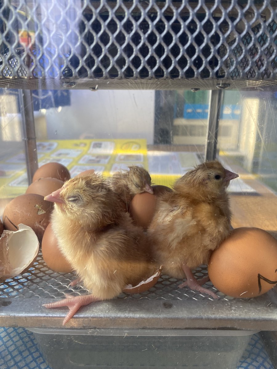 We have new arrivals in the science department!!! Welcome to Downland.....
Curly whurly🐓
Munchies🐓
Minnie egg🐓
Stay tuned for more chick updates! 
#Science #SEND #Lifeskills #Chickens