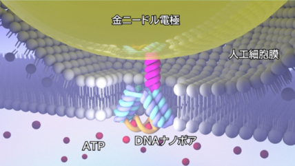 nagaoka_ut's tweet photo. 【プレスリリース】DNAナノポアセンサでオーダーメイドに分子を検出！～創薬や診断に役立つバイオセンサの創出に向けて～
https://t.co/CwKGhAn2vg https://t.co/hMqMNRV33t