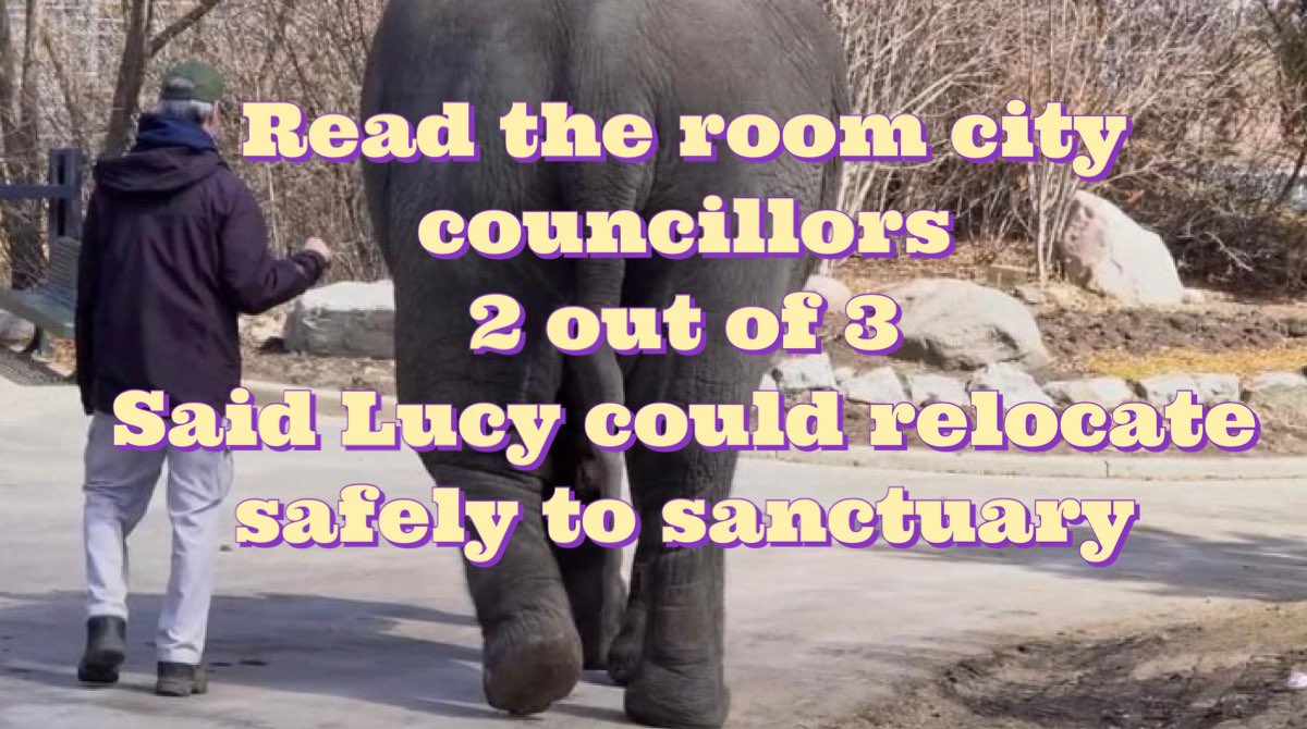 #T4Animals 🐘🦁🦒🐅🦊🦔🐻 tweet media