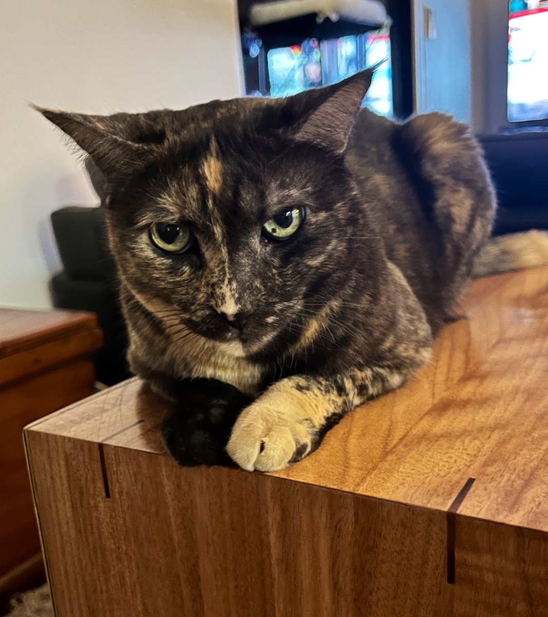 weskrantz's tweet photo. Mia is a joinery aficionado https://t.co/q4GoXVoYyo
