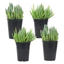 PLANT ORBIT tweet media