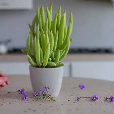 PLANT ORBIT tweet media