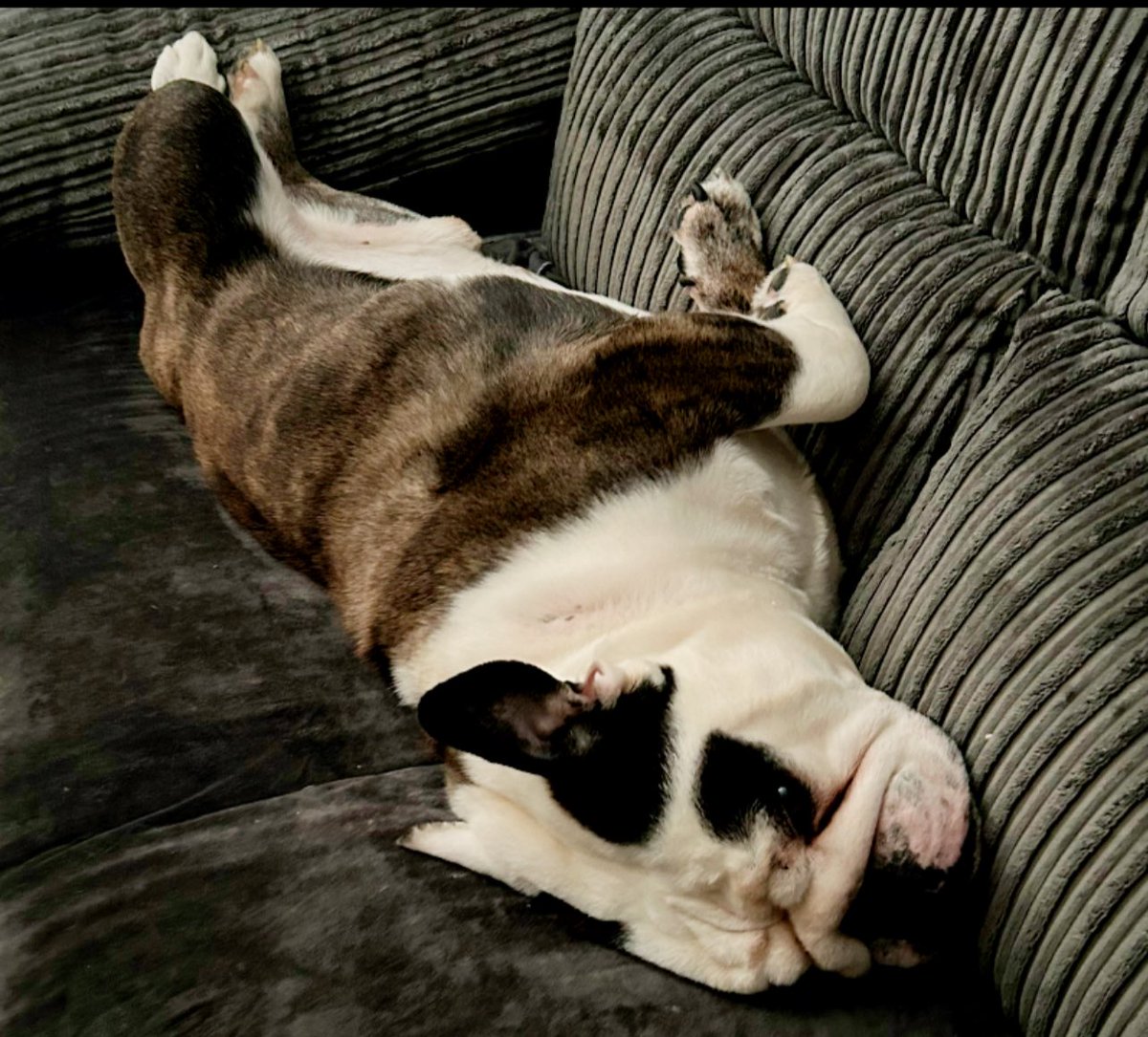 Good morning lovely’s Elvis enjoying the settee all to himself happy #Thursday 😍🥰❤️🤩￼#ZSHQ  #love #Bulldog  #NYYankees  #TJ5 #like #follow #new #pets #cats #dogs #fun #dogsoftwitter #CatsOfTwitter #veterans #Vatican #VEDay80