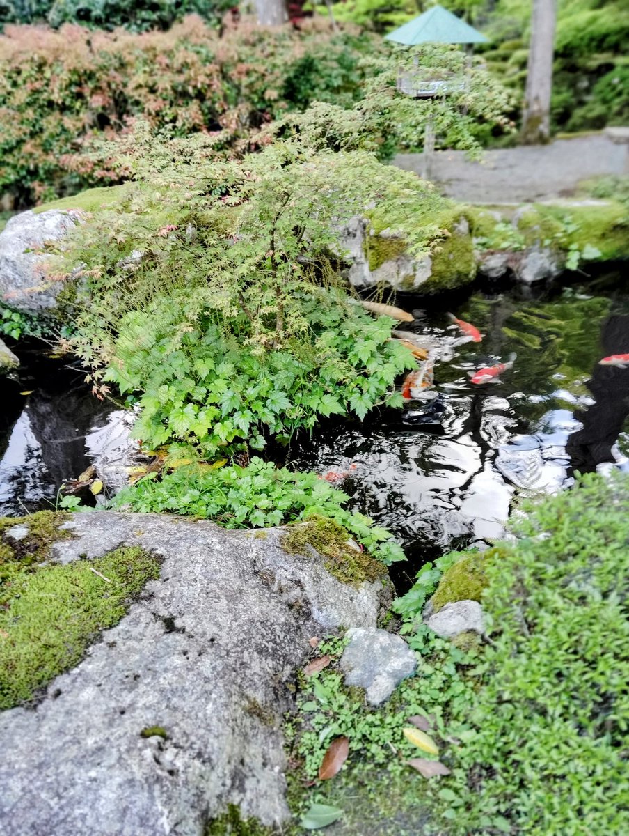 FWLMacZ95u95352's tweet image. #ZenJourney 🐟 #PeacefulReflections #NatureEscape
#DiscoverJapan 🇯🇵