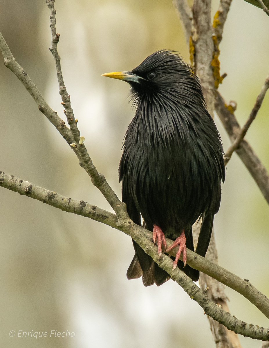 Estornino negro (Sturnus unicolor), el gran imitador. Parque forestal de Polvoranca, Madrid, España, Abril 2025. Que tengáis un buen día.
Orden: Passeriformes 
Familia: Sturnidae 
#BirdsSeenIn2025 #nikon #tamron #wildlifespain #pajareando #aves #birds #ornitologia #birdslovers