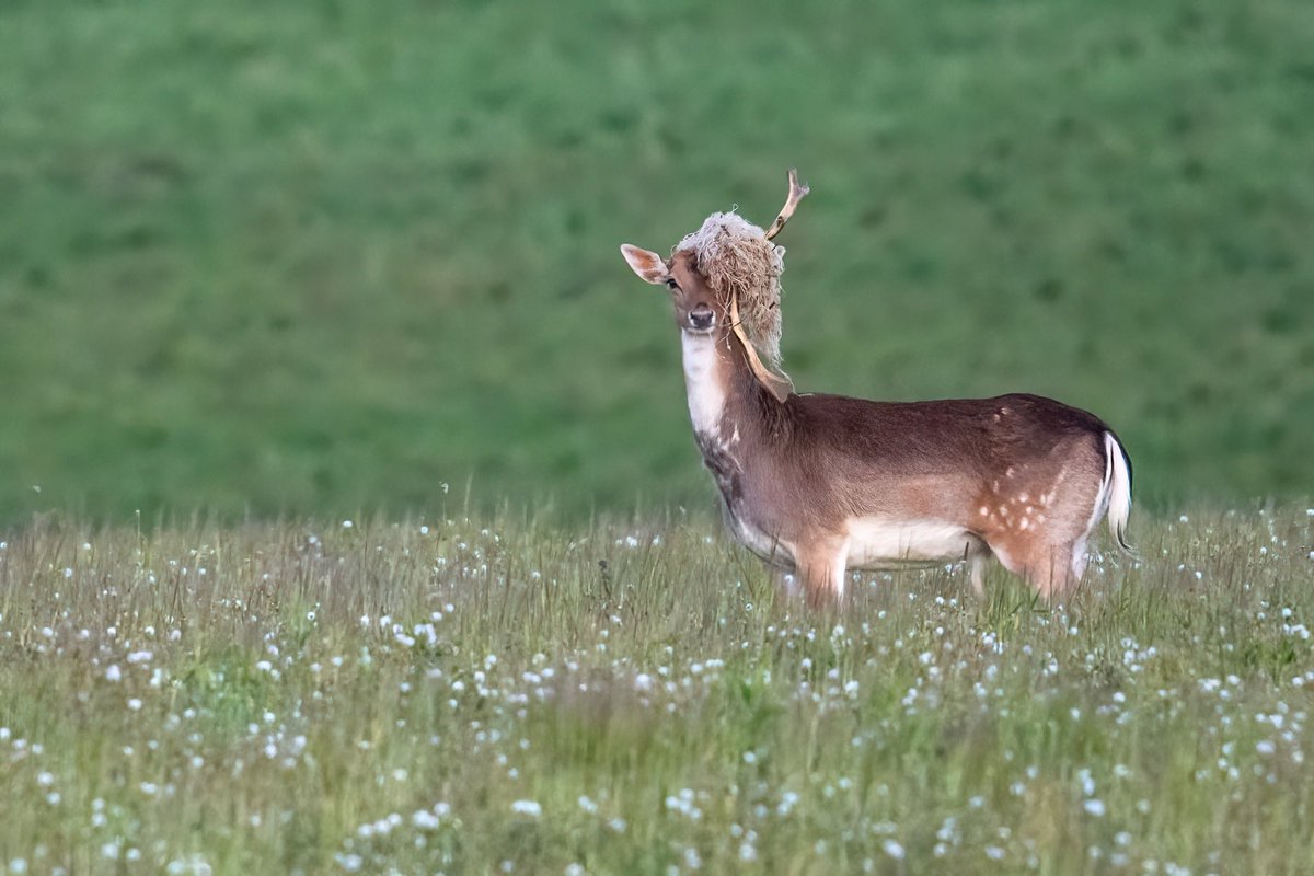 SW_PhotoNature's tweet photo. Doesn’t bode well for the rut this year. One antler down and one to go!
#deer #fallowdeer #fallowbuck #britishdeersociety #wildlifephotography #distresseddeer #brokenantler #Norfolk https://t.co/wRDIpAtYbF