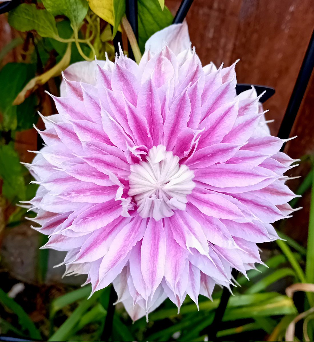 Good morning my friends, have a lovely Thursday and take care 😘 Always be kind 💞