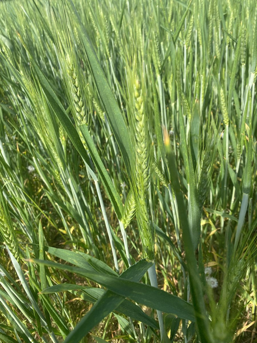 Bon.. il faut l’eau maintenant 🌾 Blé variété isalco