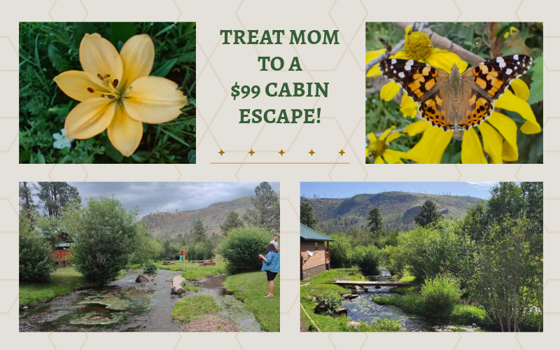 greerlodge's tweet photo. This Mother’s Day, gift Mom peace, quiet, and cool mountain air. 🦋🌲💐 https://t.co/i91hk0nx9G https://t.co/KYtD9zAMIz