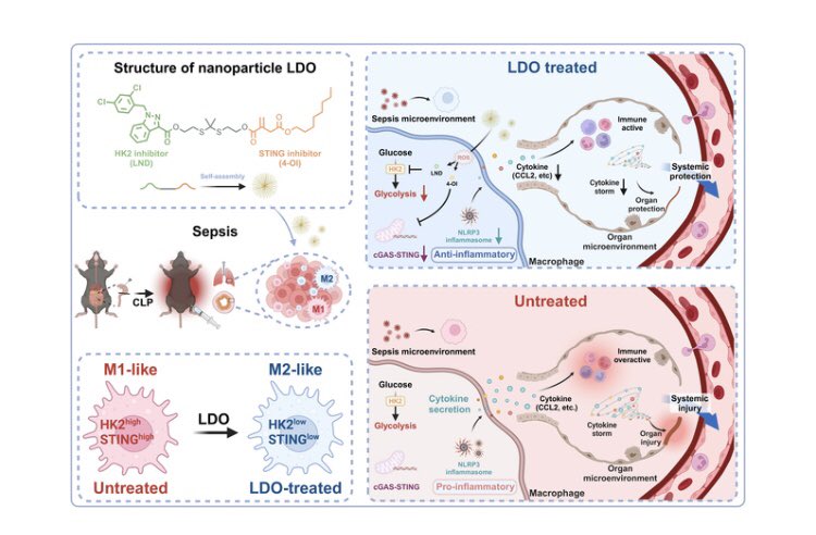 A Self-Assembled Metabolic Regulator Reprograms Macrophages to Combat Cytokine Storm and Boost Sepsis #Immunotherapy. Click the link below to read this free, open access article. doi.org/10.34133/resea…